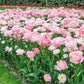 Tulip Angelique