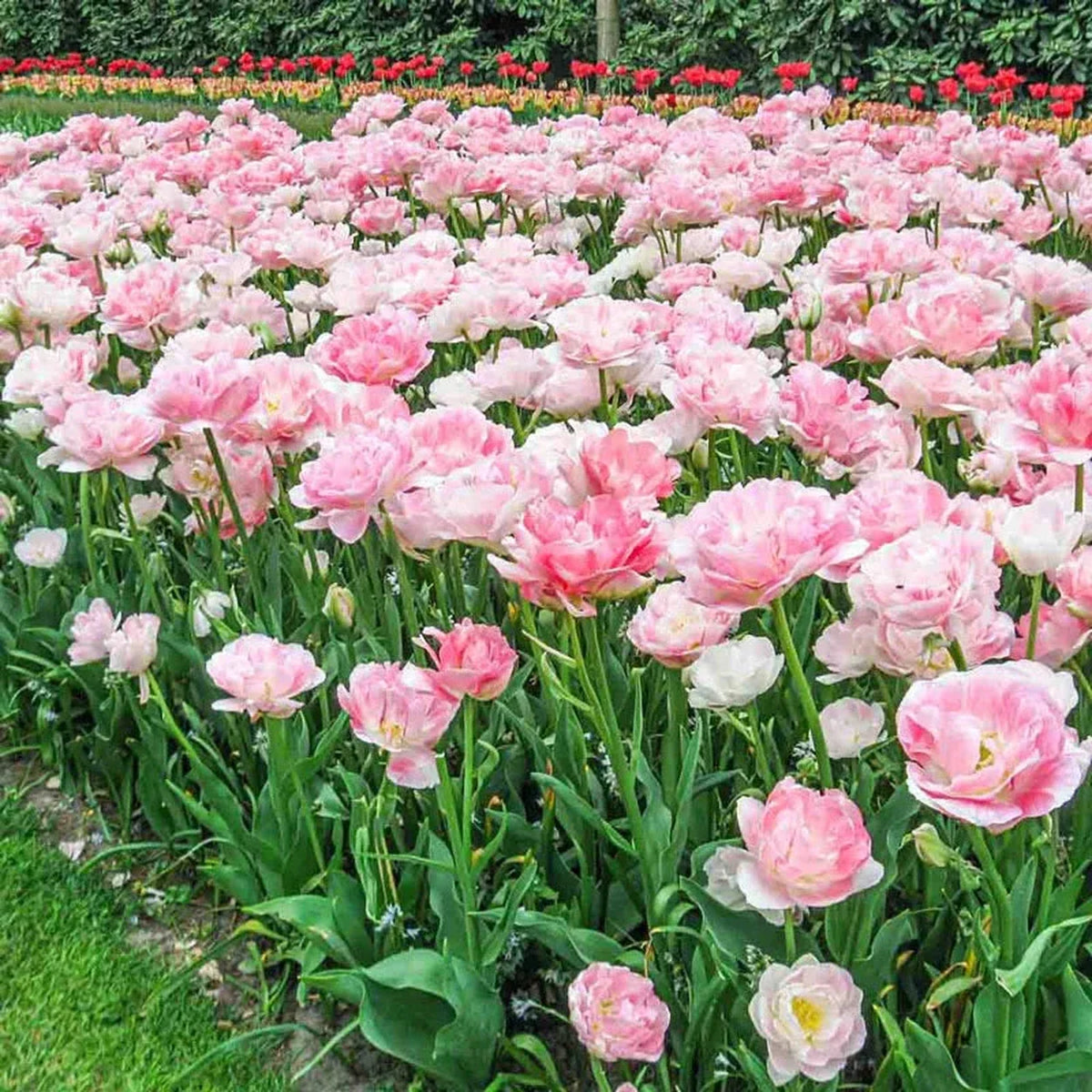 Tulip Angelique