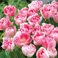 Tulip Angelique
