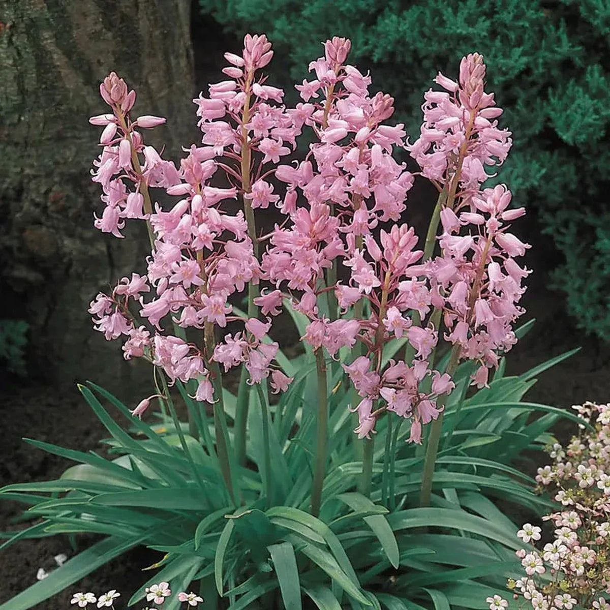 Spanish Pinkbells