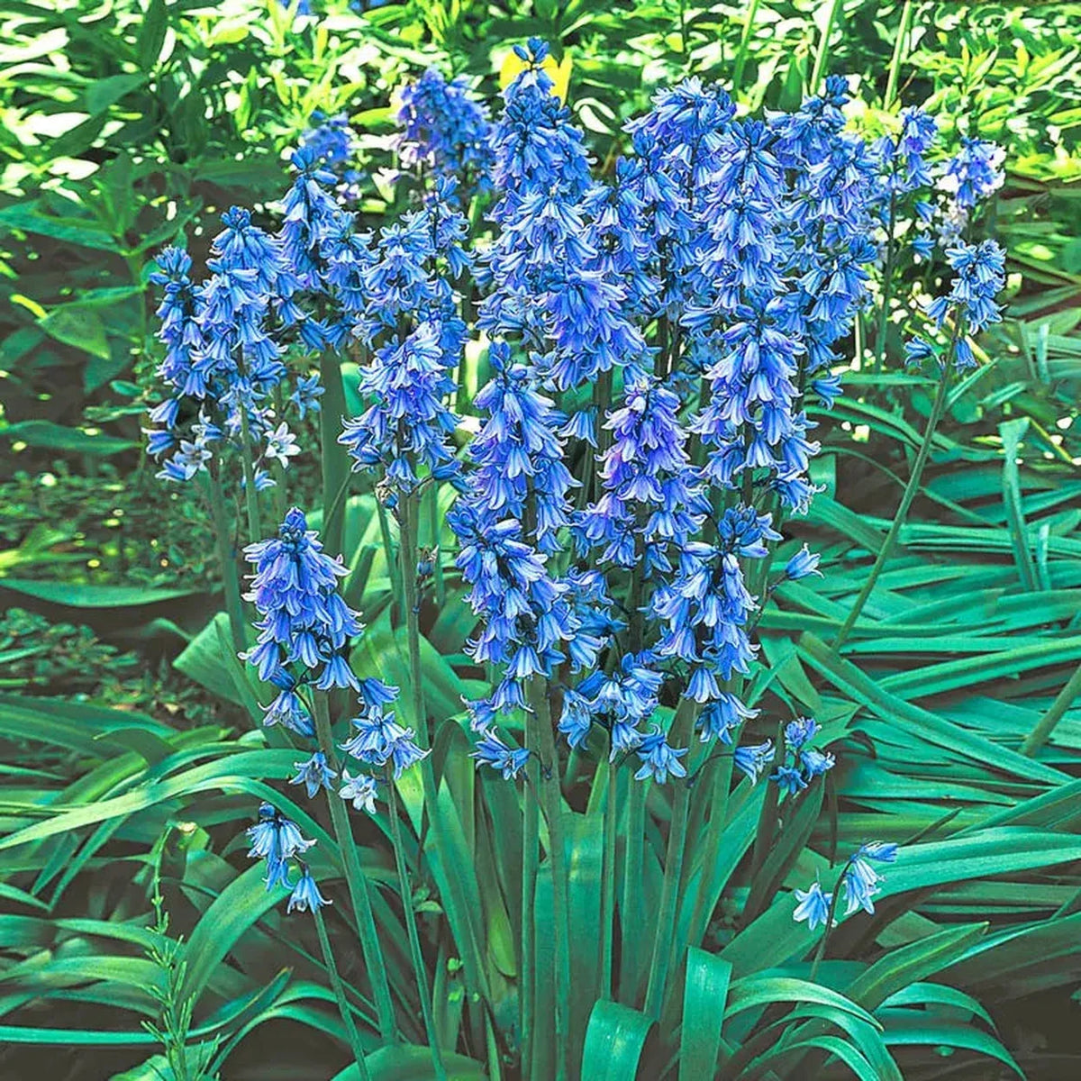 Spanish Bluebells