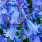 Spanish Bluebells