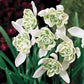 Double Snowdrops