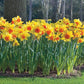 Juanita Daffodil