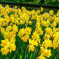 3 Months of Yellow Daffodils