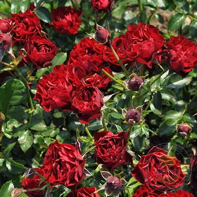 Корал Пикси Rose Seedlings Flower Seeds Perennial Growing Bonsai Corms Tubers Potted Planting Reblooming Fragrant Garden Roots Rhizomes Species Blooms Plant Bulbs Gardening Tree