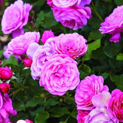 Danube river Rose Seedlings Flower Seeds Perennial Growing Bonsai Corms Tubers Potted Planting Reblooming Fragrant Garden Roots Rhizomes Species Blooms Plant Bulbs Gardening Tree