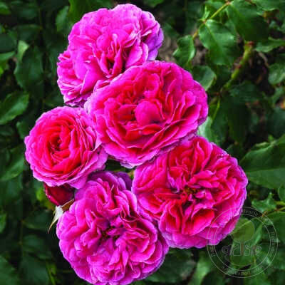 Sava reka (sava river) Rose Seedlings Flower Seeds Perennial Growing Bonsai Corms Tubers Potted Planting Reblooming Fragrant Garden Roots Rhizomes Species Blooms Plant Bulbs Gardening Tree