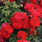 Tara reka river Rose Seedlings Flower Seeds Perennial Growing Bonsai Corms Tubers Potted Planting Reblooming Fragrant Garden Roots Rhizomes Species Blooms Plant Bulbs Gardening Tree