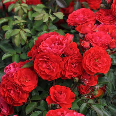 Tara reka river Rose Seedlings Flower Seeds Perennial Growing Bonsai Corms Tubers Potted Planting Reblooming Fragrant Garden Roots Rhizomes Species Blooms Plant Bulbs Gardening Tree
