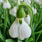 Beluga Giant Snowdrops
