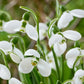 Polar Bear Giant Snowdrops