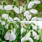 3 Months of Giant Snowdrops Collection