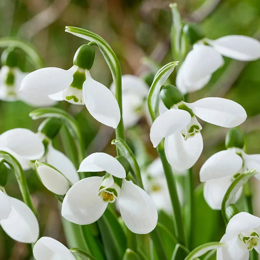 3 Months of Giant Snowdrops Collection