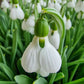 3 Months of Giant Snowdrops Collection