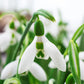 3 Months of Giant Snowdrops Collection