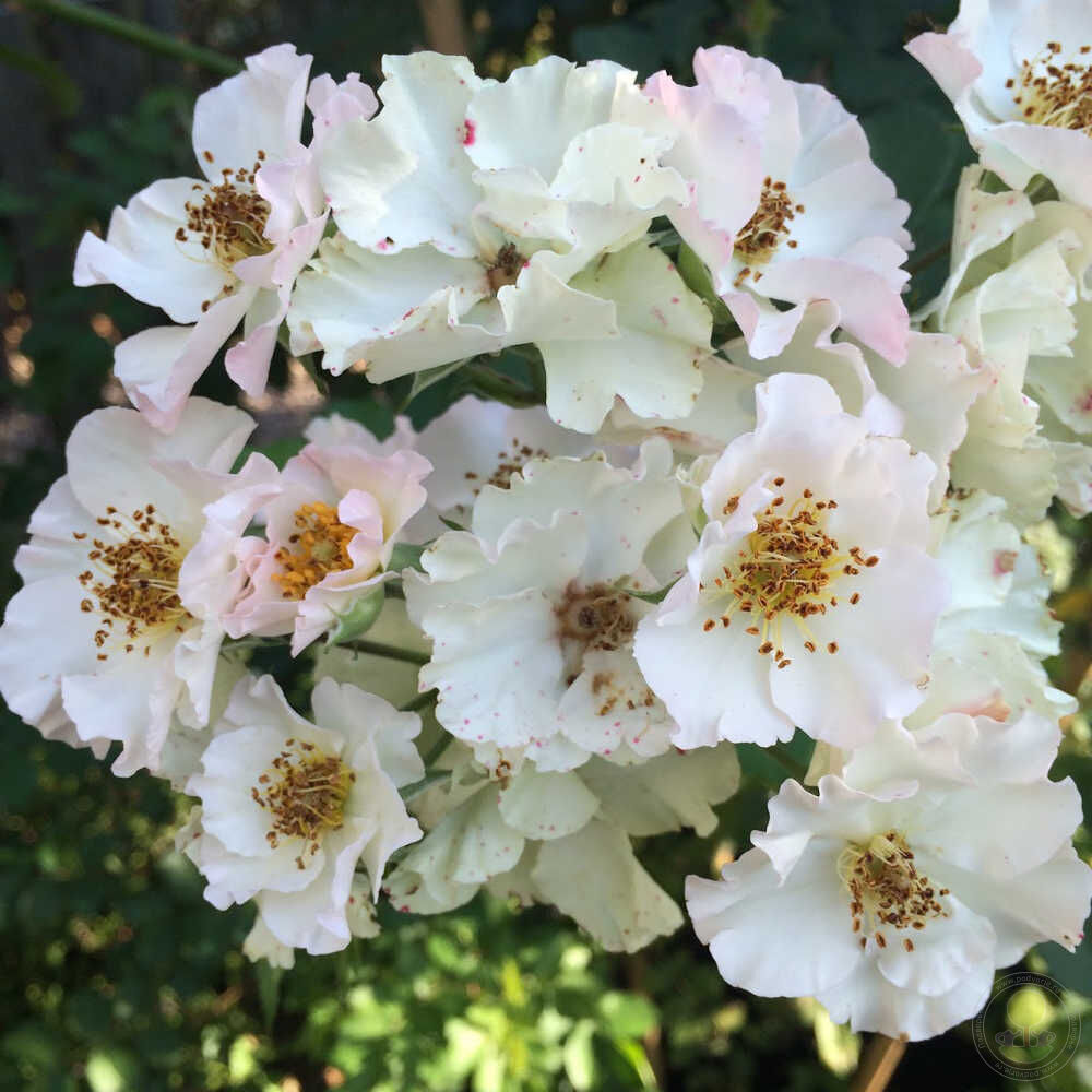 August Deusser Rose Seedlings Flower Seeds Perennial Growing Bonsai Corms Tubers Potted Planting Reblooming Fragrant Garden Roots Rhizomes Species Blooms Plant Bulbs Gardening Tree