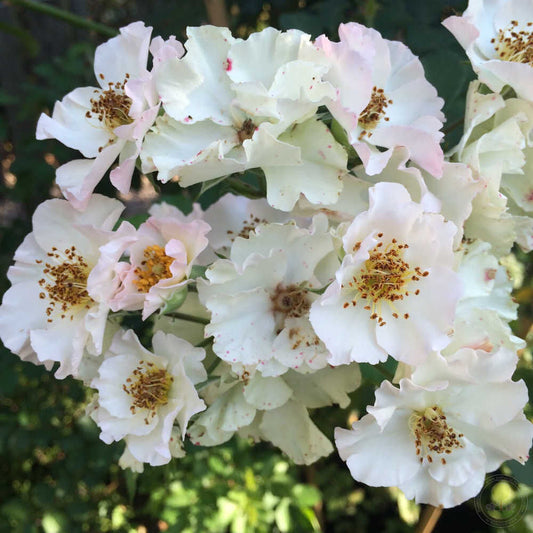 August Deusser Rose Seedlings Flower Seeds Perennial Growing Bonsai Corms Tubers Potted Planting Reblooming Fragrant Garden Roots Rhizomes Species Blooms Plant Bulbs Gardening Tree