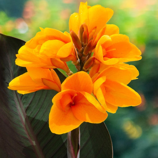 Yellow Canna Lily Bulbs Perennial Growing Bonsai Roots Rhizomes Corms Tubers Potted Planting Reblooming Fragrant Garden Species Blooms Flower Seeds Plant Gardening