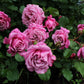 Schilliger Rose Plant Seedlings Flower Seeds Perennial Growing Bonsai Corms Tubers Potted Planting Reblooming Fragrant Garden Roots Rhizomes Species Blooms Bulbs Gardening Tree