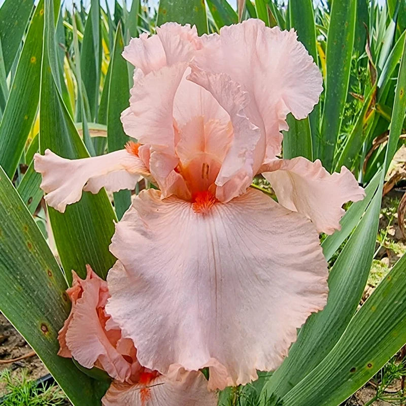 October Splendor Reblooming Bearded Iris