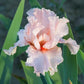 October Splendor Reblooming Bearded Iris