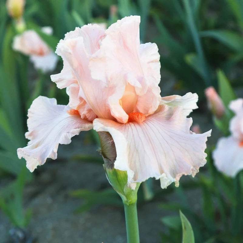 October Splendor Reblooming Bearded Iris