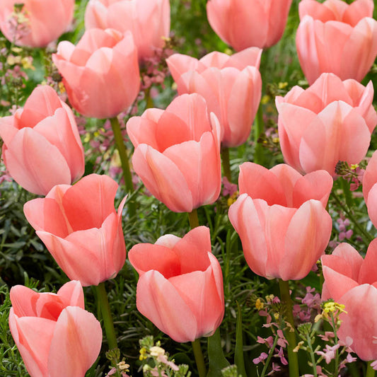Bella Blush Tulip Bulbs Blooms Species Growing Bonsai Roots Rhizomes Corms Tubers Potted Planting Reblooming Fragrant Garden Flower Seeds Plant