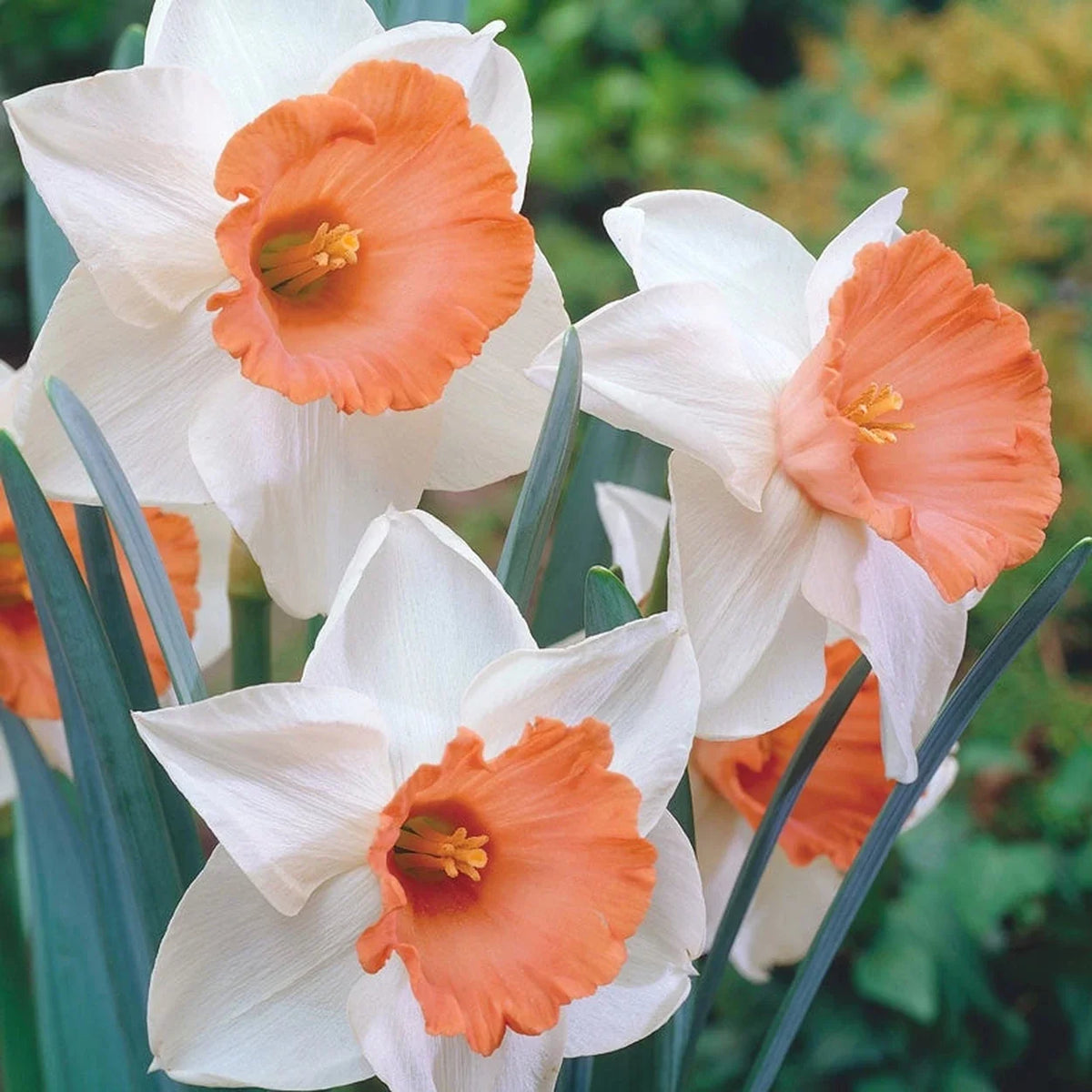 Chromacolor Daffodil
