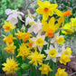 Dwarf Daffodil Mixture