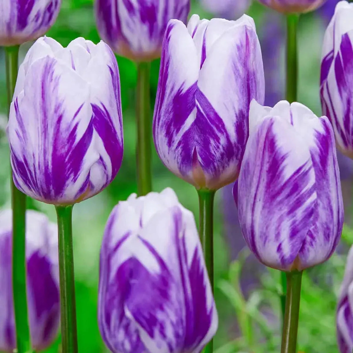 Flaming Tulip Flag