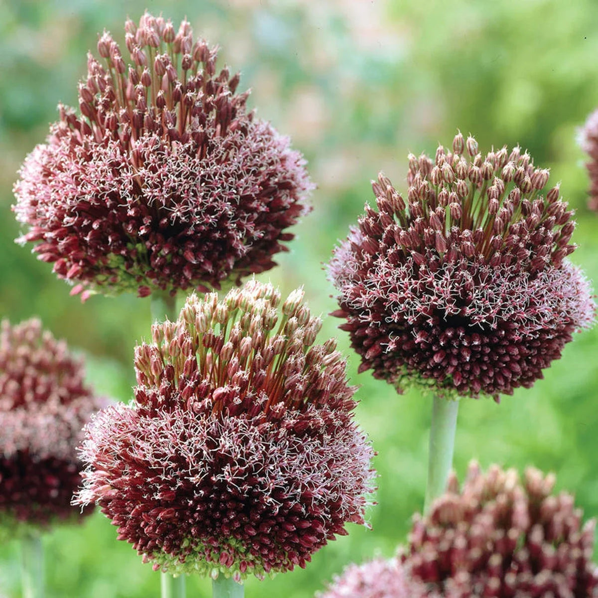 Forelock Allium