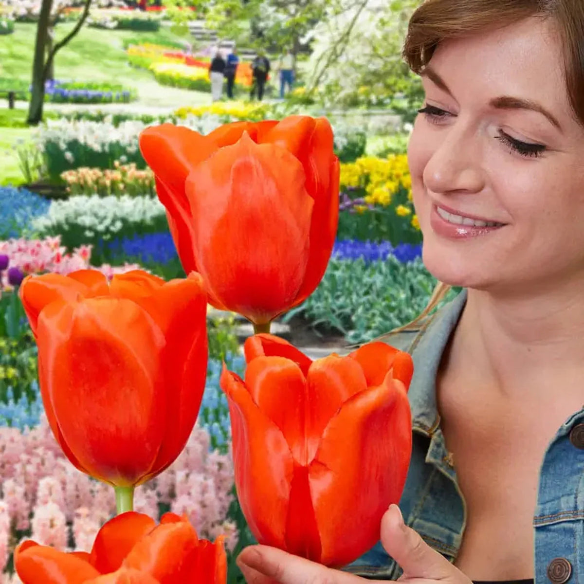 Giant Orange Sunrise Tulip