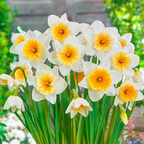 Slim Whitman Daffodil Narcissus Bulbs Blooms Species Growing Bonsai Roots Rhizomes Corms Tubers Potted Planting Reblooming Fragrant Garden Flower Seeds Plant