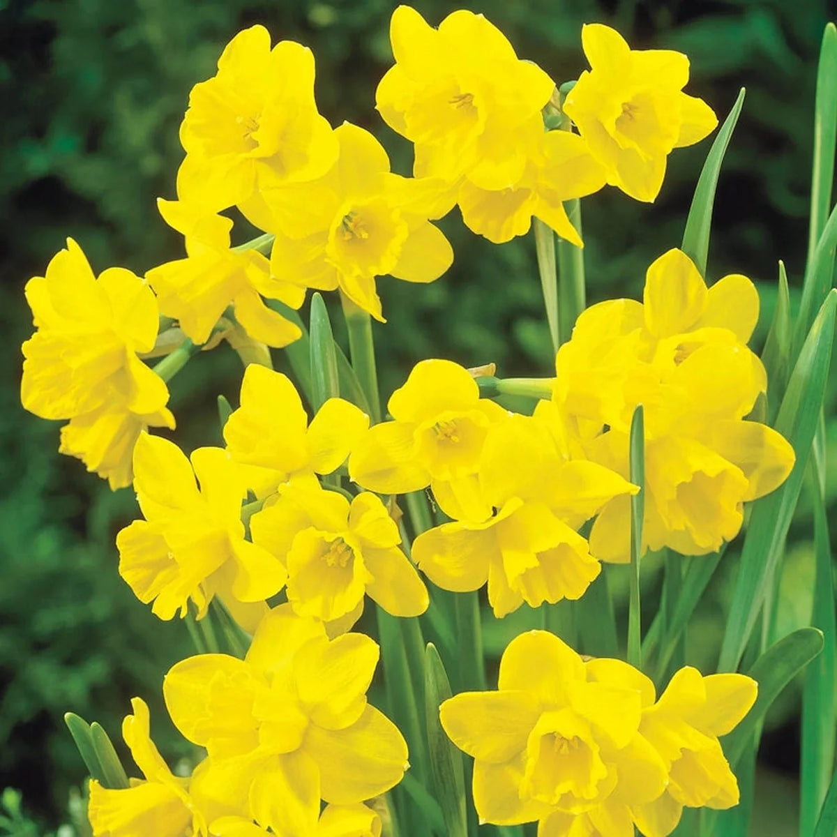 Sweetness Daffodil