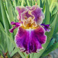 Montmartre Bearded Iris