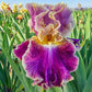 Montmartre Bearded Iris