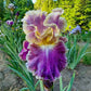 Montmartre Bearded Iris