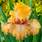 Rubenesque Bearded Iris