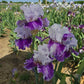 Pop Music Bearded Iris