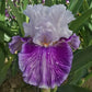 Pop Music Bearded Iris