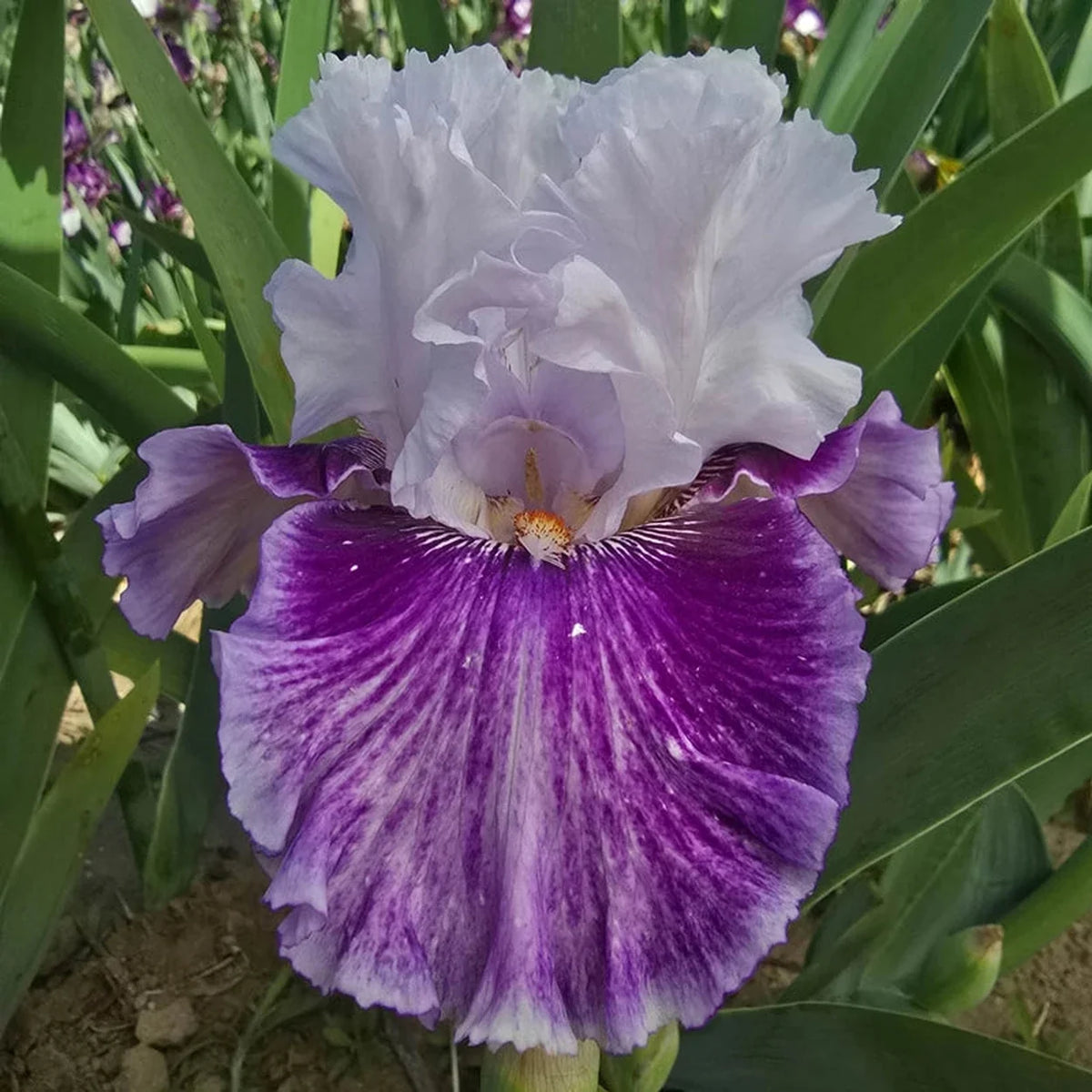 Pop Music Bearded Iris