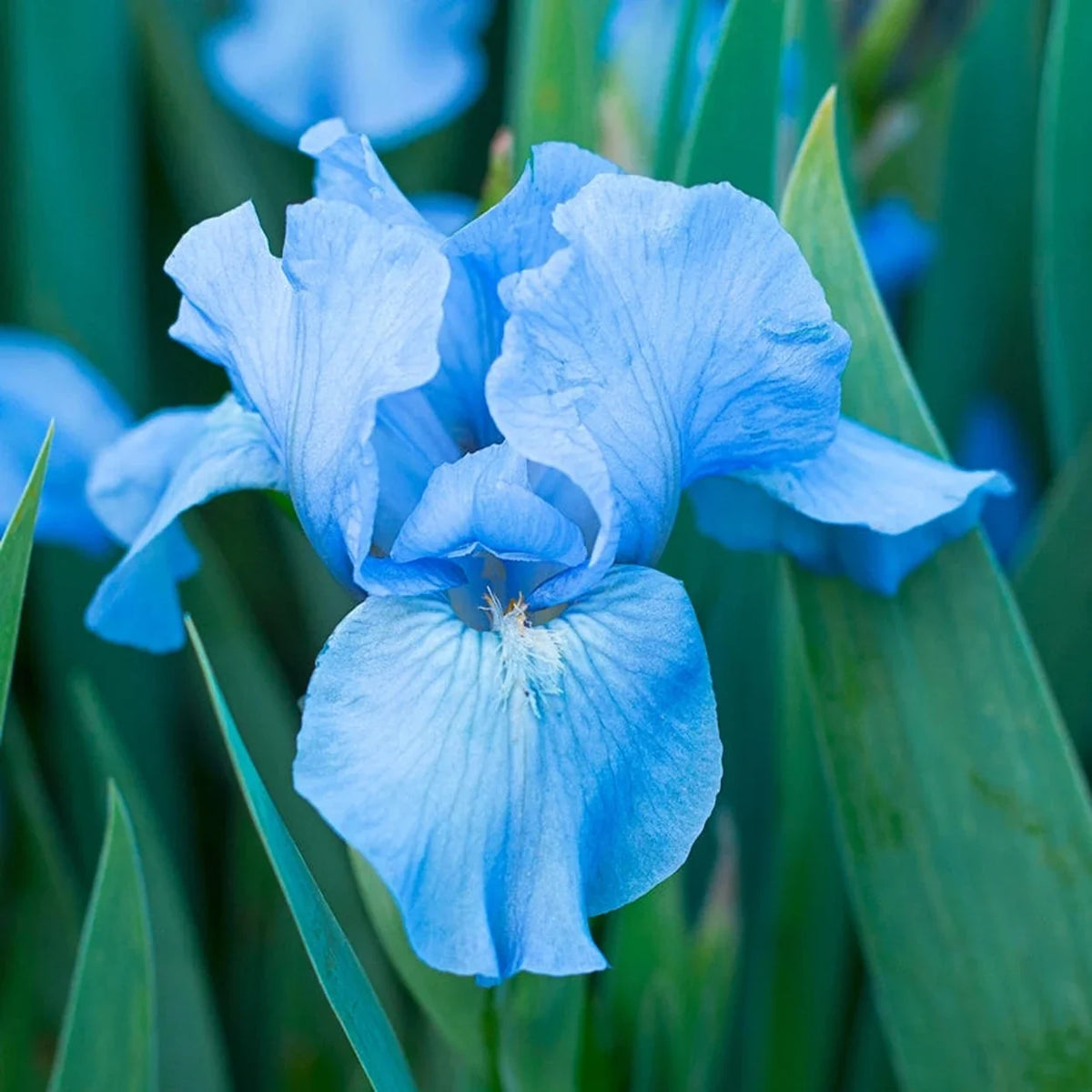 Raindance Returns Dwarf Reblooming Bearded Iris