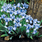 Raindance Returns Dwarf Reblooming Bearded Iris