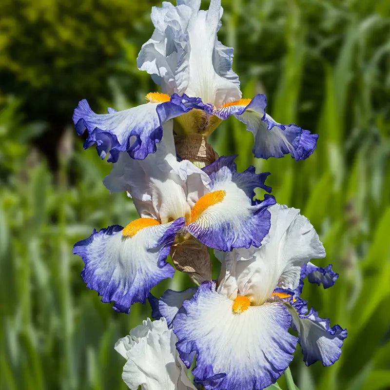 Brilliant Idea Bearded Iris
