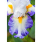 Brilliant Idea Bearded Iris