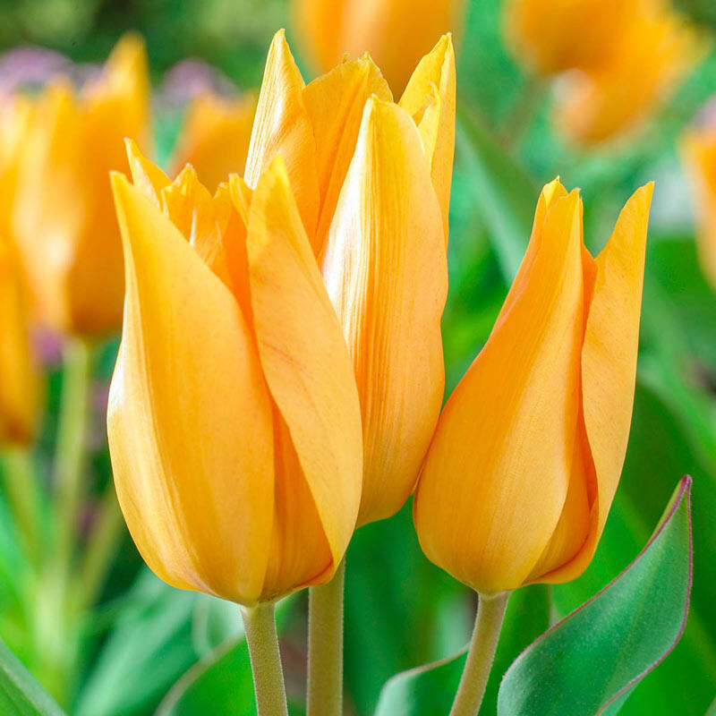 Shogun Tulip Bulbs Blooms Species Growing Bonsai Roots Rhizomes Corms Tubers Potted Planting Reblooming Fragrant Garden Flower Seeds Plant