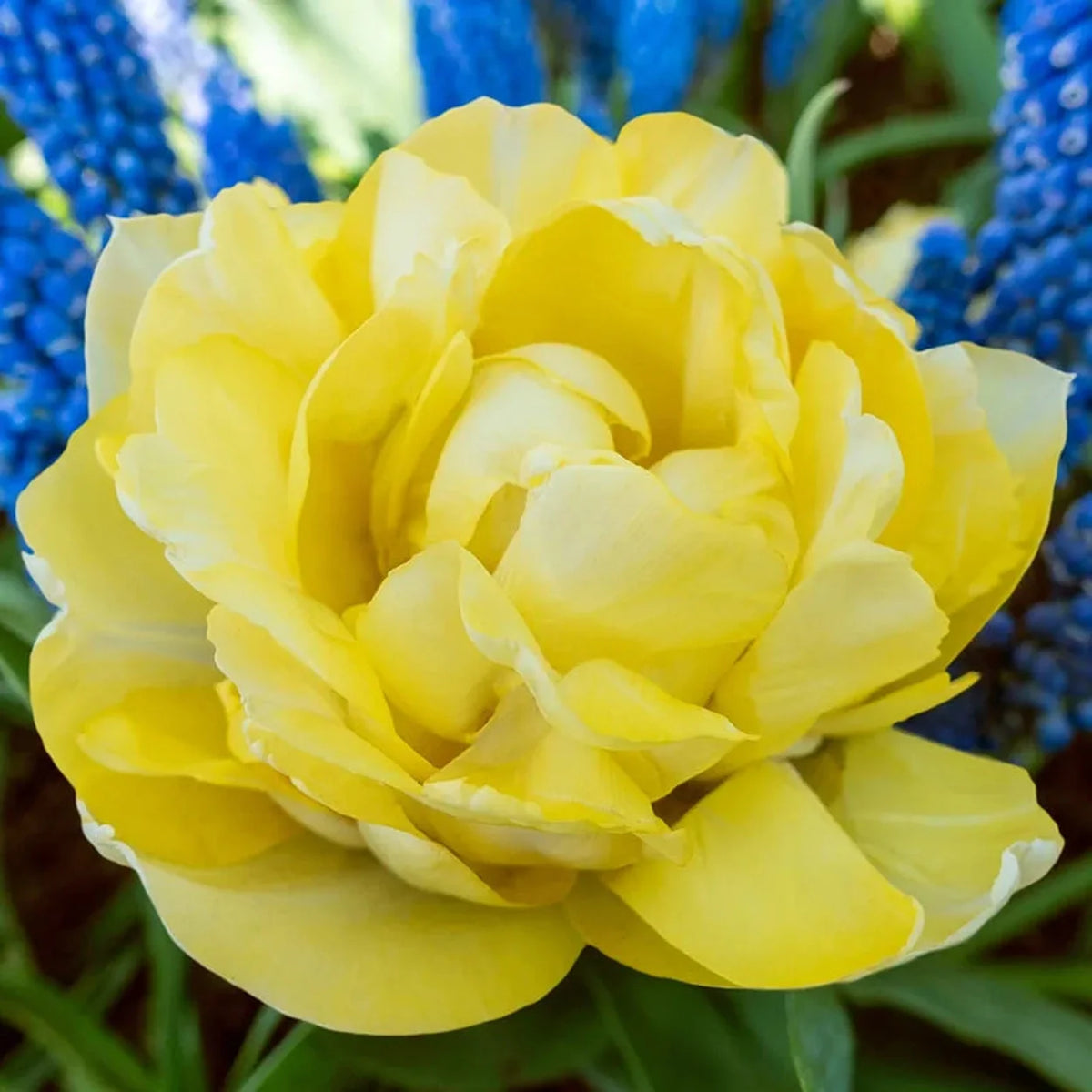 Secret Perfume Tulip