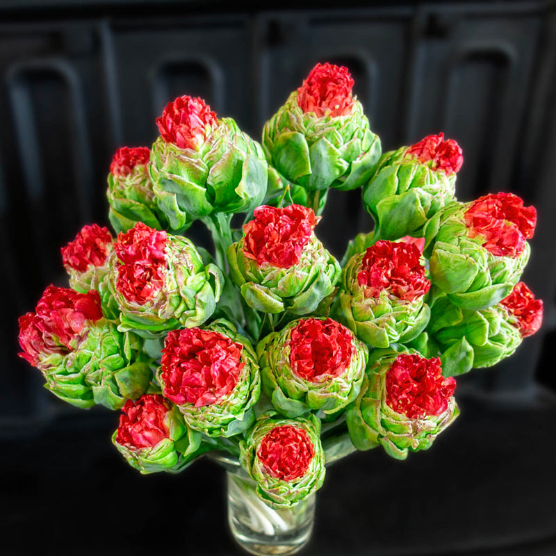 Bull's Eye Tulip Bulbs Blooms Species Growing Bonsai Roots Rhizomes Corms Tubers Potted Planting Reblooming Fragrant Garden Flower Seeds Plant