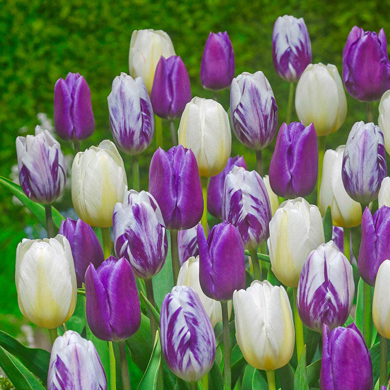Royal Gathering Tulip Mixture Bulbs Blooms Species Growing Bonsai Roots Rhizomes Corms Tubers Potted Planting Reblooming Fragrant Garden Flower Seeds Plant